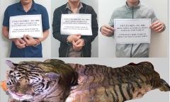 Vận chuyển hổ nặng 2 tạ từ Nghệ An lên Lai Châu bằng chiêu