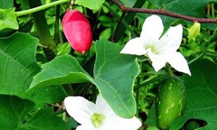 Thứ quả mọc dại bờ rào miền Tây, nhìn qua tưởng cỏ dại, xào với thịt ngon 