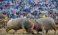 Sự thật về thông tin thịt trâu chọi bán giá 7 triệu đồng/kg ở Vĩnh Phúc