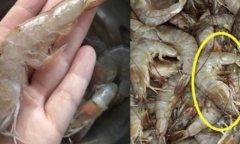 Khi mua tôm nên chọn con cong hay con thẳng?