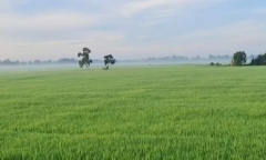 Không trực tiếp sản xuất nông nghiệp có được mua đất trồng lúa?