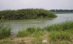 Sáu người ở Thanh Hóa bị ngộ độc nghi do ăn bọ xít 