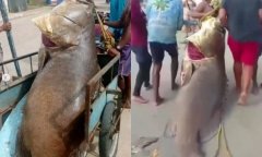 Clip: Cận cảnh 