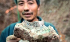 Đang đào ao, anh nông dân vớ được “kho báu” 150 triệu năm 
