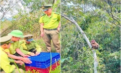 Khỉ mặt đỏ quý hiếm