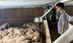 Phú Thọ: Phát hiện 102 con lợn nhiễm virus tai xanh trên đường vận chuyển đi tiêu thụ