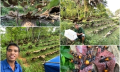 Anh nông dân thu bạc tỷ nhờ nuôi