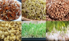 5 loại thực phẩm nảy mầm cực tốt cho sức khỏe