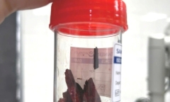 Mảnh gỗ dài 4,5 cm 