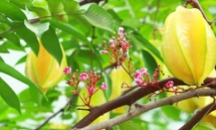 Có nên trồng cây khế trước nhà không?