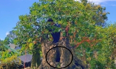 Ngắm nhìn loại cây cổ tích nay lên chậu thành bonsai tỏa mùi thơm nức mũi, có cây đến 2 tỷ đồng