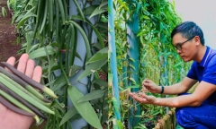 Chiếc đồng hồ đắt nhất thế giới, giá 750 tỷ đồng có gì đặc biệt mà vẫn có người xuống tiền mua?