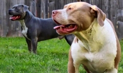Xót xa hai đứa trẻ tử vong do bị chó pitbull của gia đình tấn công