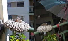 Người đàn ông quên chổi lau nhà ở ban công, không ngờ xuất hiện cảnh tượng đáng yêu hết nấc