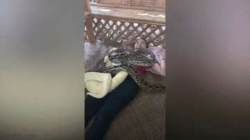 Video: Trăn khổng lồ bò khắp cơ thể du khách để massage