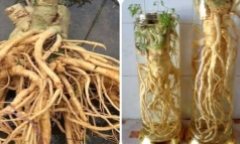 Cách ủ rượu đinh lăng