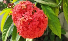 Có nên trồng cây bông trang trước nhà?