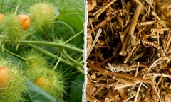 Tác dụng của cây lạc tiên