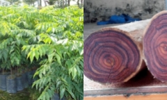 Có nên trồng cây sưa đỏ trước nhà không?