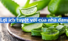 Dùng hàng ngày, chưa chắc bạn đã biết lợi ích tuyệt vời của nha đam