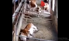 Video: Cầy mangut đụng độ rắn hổ mang cực độc và cái kết khó tin