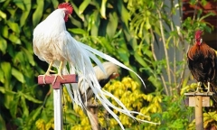 Giống gà quý ở Nhật Bản sở hữu đuôi dài hơn cả...xe hơi, giá trên trời, giới siêu giàu săn lùng!