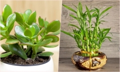 Điểm tên 7 loại cây giúp giảm căng thẳng ở văn phòng