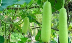 Ai không nên ăn bầu?