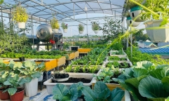 Ngắm khu vườn 80m2 phủ kín rau trái trên sân thượng của cô gái trẻ tại TP.HCM