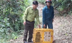 Tin tức thời sự nổi bật 24h: Thả con vật có tên trong Sách Đỏ, nặng 6kg về rừng