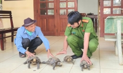 Tin tức thời sự 24h: Người dân giao nộp 4 cá thể rùa núi viền quý hiếm 