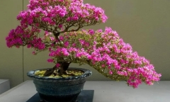Loài cây hoa dại mọc hoang nay thành