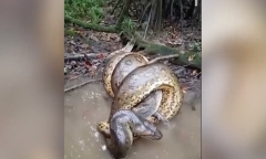 Trăn Anaconda nuốt chửng cá sấu Caiman trong rừng Amazon