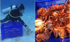 Tin tức thời sự hôm nay (17/6): Thả cua huỳnh đế đang có trứng về với biển