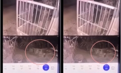Clip: Thương tâm bé gái 5 tuổi bị 2 con chó tấn công đến tử vong