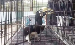 Tin thời sự nóng mới nhất ngày 7/4: Bắt được chim cao cát bụng trắng quý hiếm giữa đường phố TP.HCM