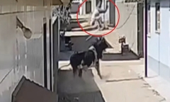 Clip: Bò điên nổi loạn, húc tung người đàn ông lên không trung