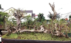 Loại cây ăn quả ở làng lên chậu thành bonsai