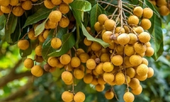 Sáu người ở Thanh Hóa bị ngộ độc nghi do ăn bọ xít 