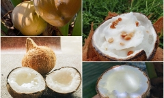 Loại dừa đắt nhất Việt Nam, trông bên ngoài bình thường, bổ ra mới biết 