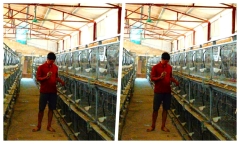 Anh nông dân lãi 1 tỷ nhờ nuôi loài bổ gấp 9 lần thịt gà, mệnh danh 