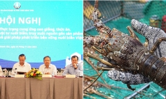 Tôm hùm bông ách tắc khi xuất khẩu sang Trung Quốc: Bộ NN&PTNT bàn giải pháp gỡ vướng
