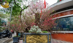 Chiêm ngưỡng gốc đào cổ thụ 