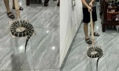 Rắn độc dài hơn 1m cuộn tròn trong nhà vệ sinh, bé gái ở Hải Phòng hét thất thanh cầu cứu