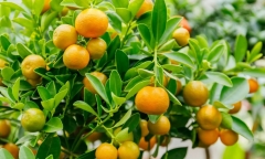 Loại quả “báu vật