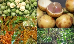 Loại quả xưa