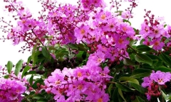 Hoa bằng lăng nở đến bao giờ? Ý nghĩa của hoa bằng lăng