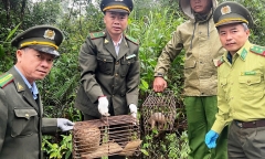Người đàn ông phát hiện 2 con vật có hình dáng lạ, phủ vảy kín trong vườn