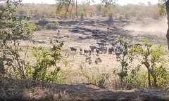 Video: Cầy mangut đụng độ rắn hổ mang cực độc và cái kết khó tin