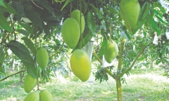 Có nên trồng cây xoài trước nhà không?